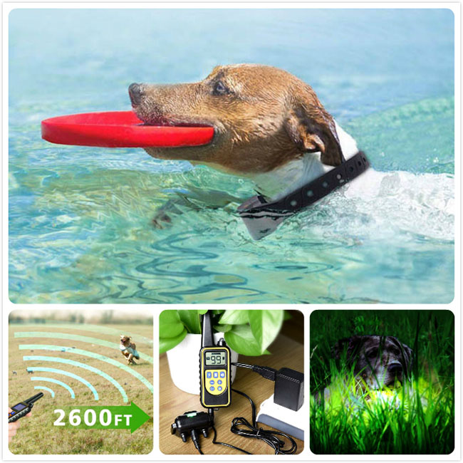 hundetraining kragen 800m entfernten aufgeladen und wasserdichte hundetrainerin