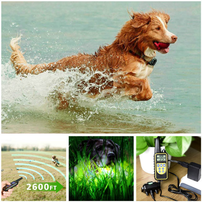 hundetraining kragen 800m entfernten aufgeladen und wasserdichte hundetrainerin zwei hunde