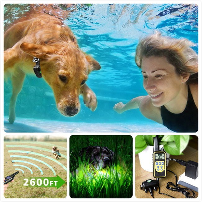 hundetraining kragen 800m entfernten aufgeladen und wasserdichte hundetrainerin für 3 Hunde